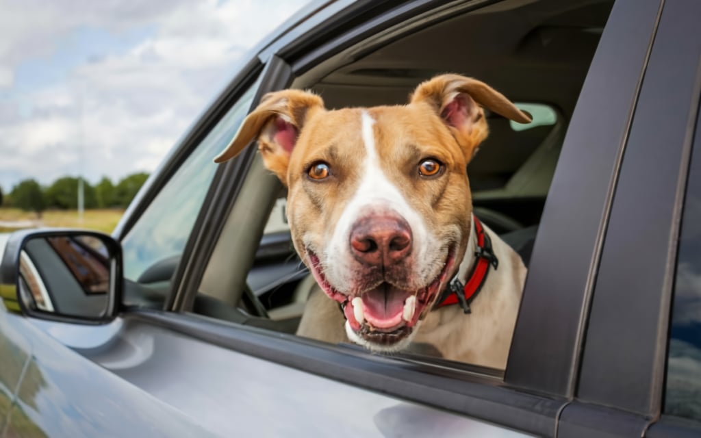 Paso 1: Cómo registrarte en Taxi Pet - Tus datos personales