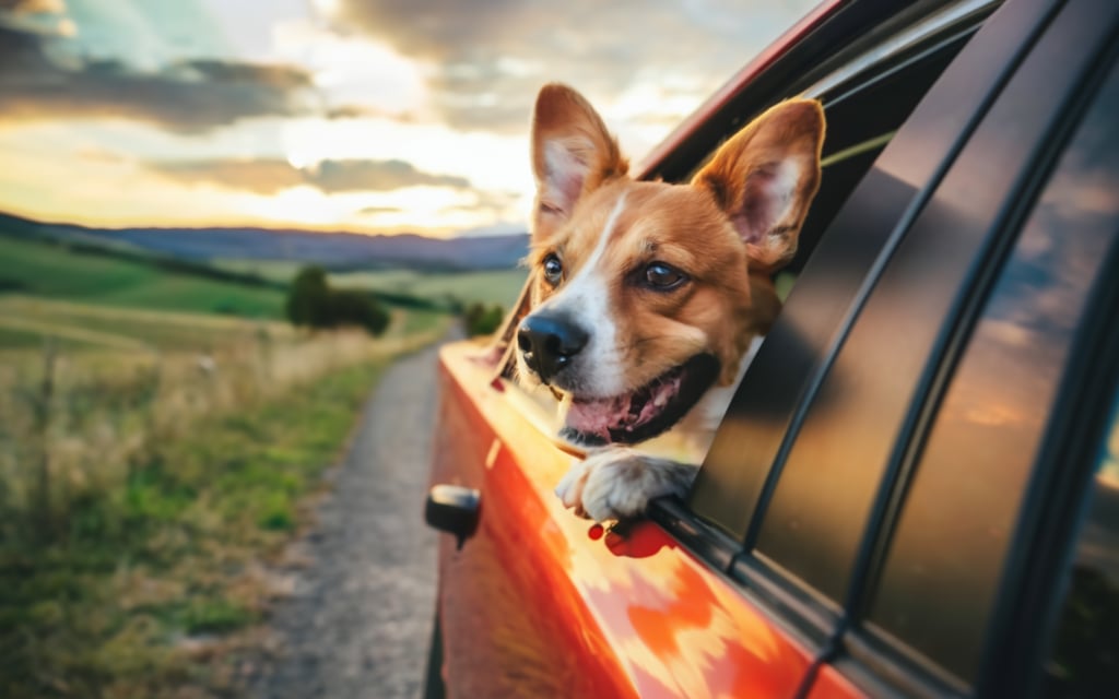 Paso 2: Registra a tu perro - Conocer a tu mascota